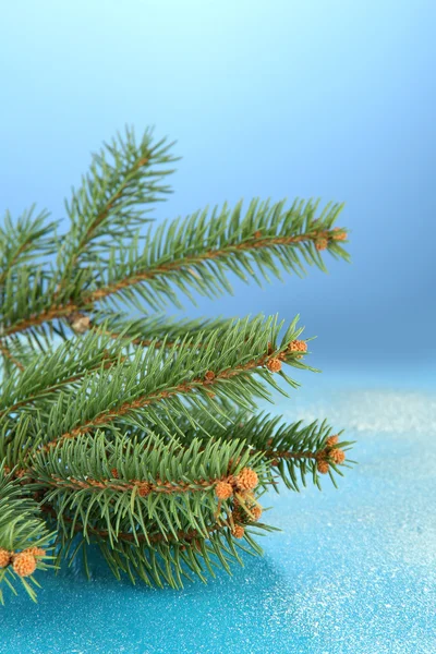 Beautiful fir tree, on blue background — Stock Photo, Image