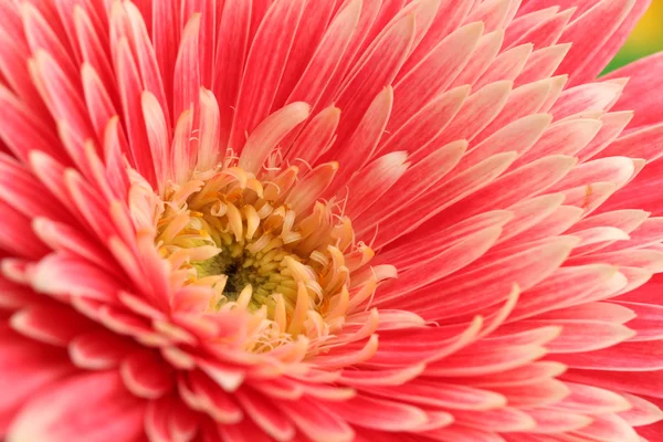 Güzel gerbera çiçek üzerinde beyaz izole — Stok fotoğraf