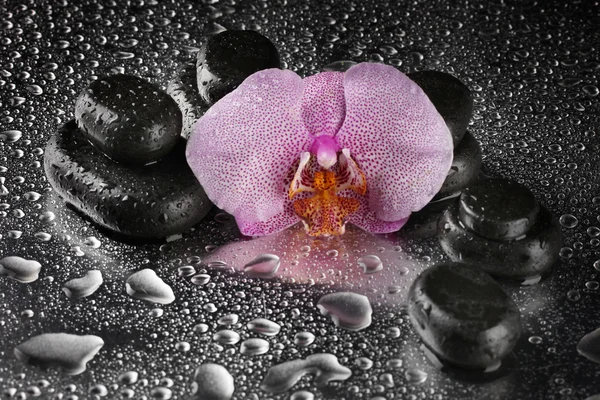 Piedras de spa y flor de orquídea, sobre fondo gris húmedo — Foto de Stock