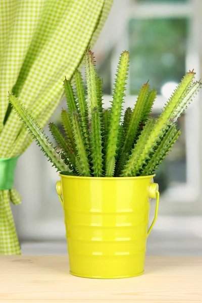 Kaktusz-pot-ablakpárkányon — Stock Fotó