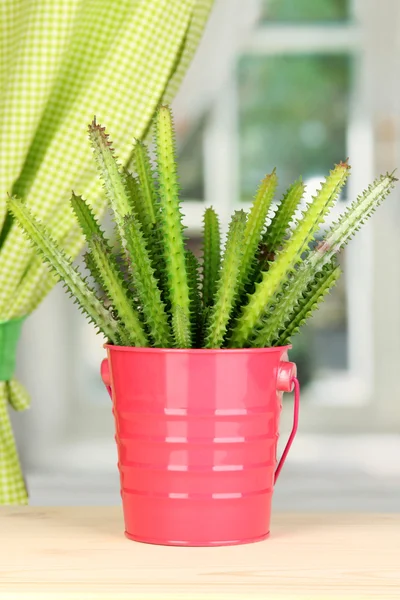 Cactus in vaso sul davanzale della finestra — Foto Stock