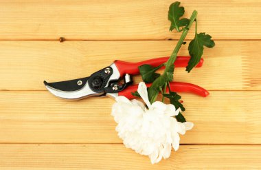 secateurs üzerinde beyaz izole çiçek