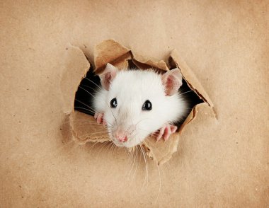 funny little rat on paper background clipart
