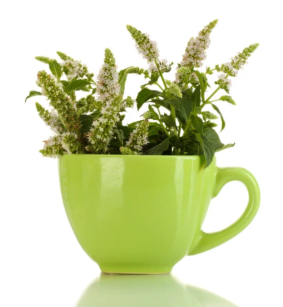 Frische Minze mit Blüten in Tasse, isoliert auf weiß — Stockfoto