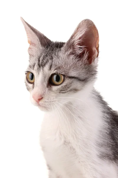 Mały kociak szarych na białym tle — Zdjęcie stockowe