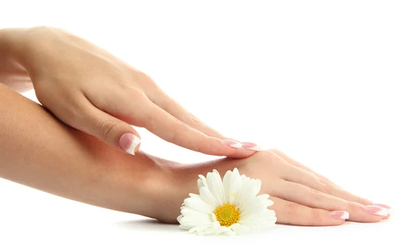 Beautiful woman hands with camomile, isolated on white — Stock Photo, Image