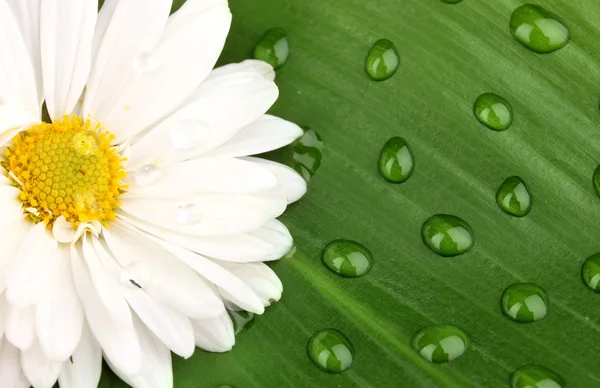 Daisy med dew drops på grönt blad — Stockfoto