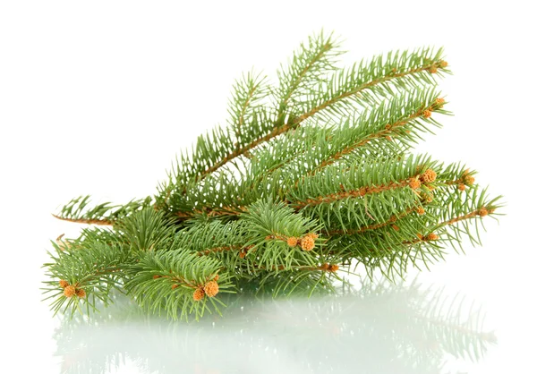 Fir tree branch, isolated on white — Stock Photo, Image