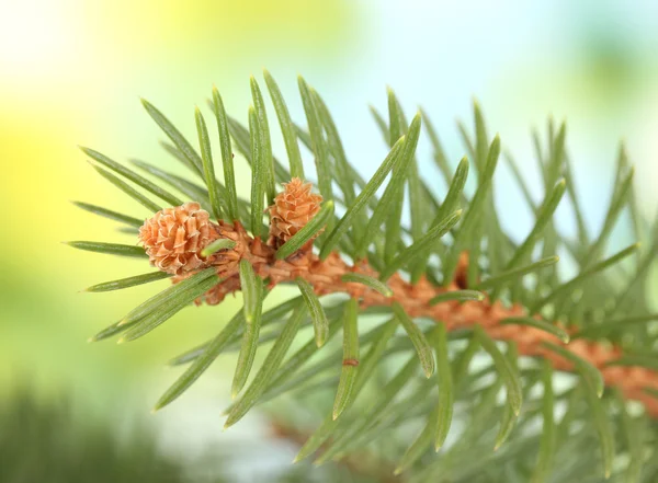 Branche de sapin, sur fond vert — Photo