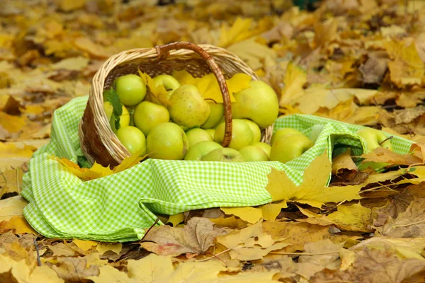 Cesto di mele mature fresche in giardino su foglie di autunno — Foto Stock