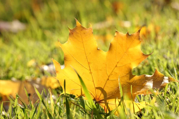 Beautiful autumn maple leaf on green grass, close up — Stock Photo, Image