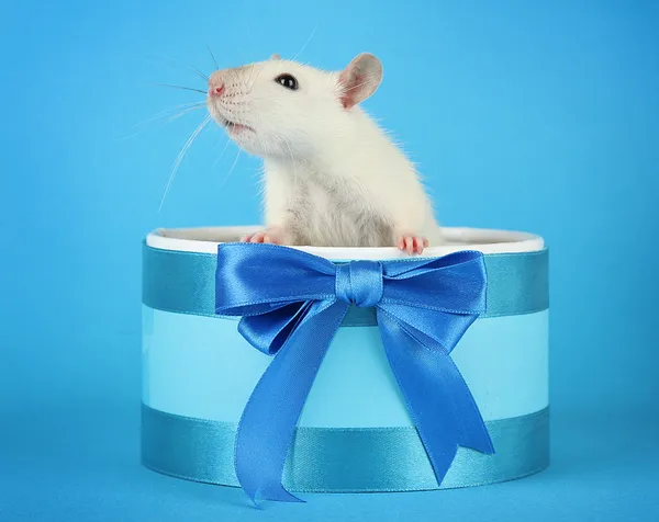 Grappige kleine rat in de doos van de gift, op blauwe achtergrond — Stockfoto