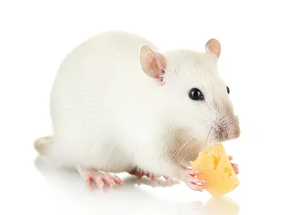 Funny little rat with cheese, isolated on white — Stock Photo, Image