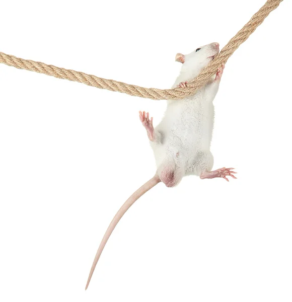Funny little rat on rope, isolated on white — Stock Photo, Image
