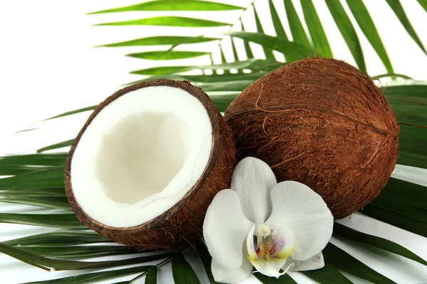 Noci di cocco con foglie e fiori, da vicino — Foto Stock