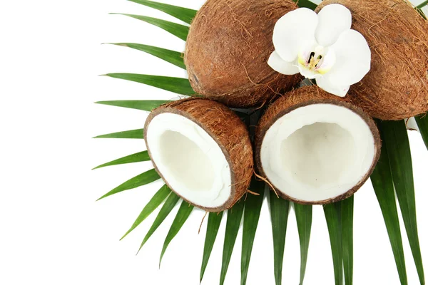 Cocos com folhas e flores, isolados sobre branco — Fotografia de Stock