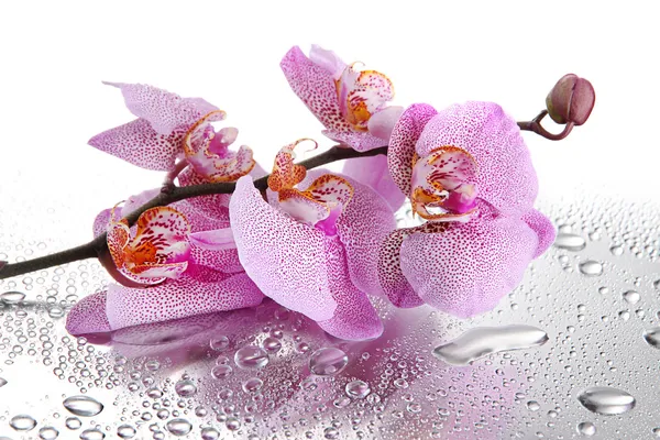 滴と美しい蘭の花ピンク ストック写真