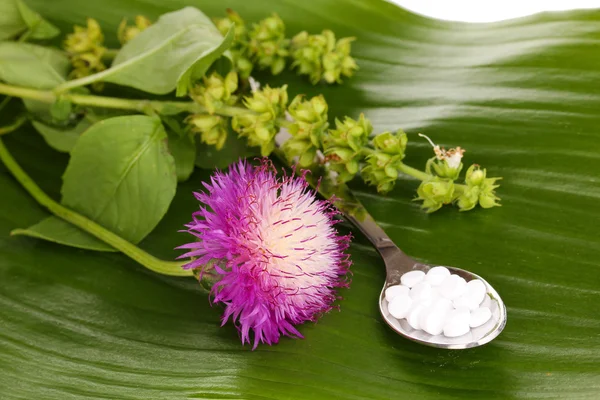 Comprimidos homeopáticos e flores em folha verde isolada em branco — Fotografia de Stock