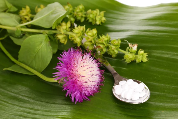 Homeopathic tablets and flowers on green leaf isolated on white — Stock Photo, Image