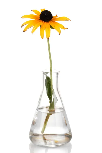 Blomst i reagensglas isoleret på hvidt - Stock-foto