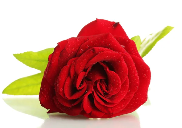 Rote Rose isoliert auf Weiß — Stockfoto