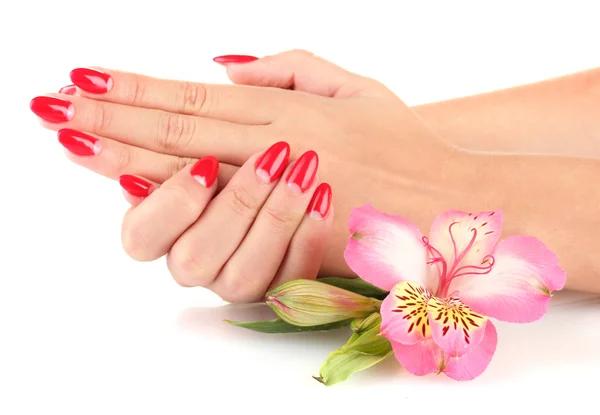 Donna mani con fiore isolato su bianco — Foto Stock