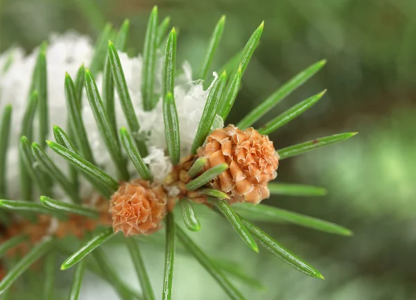 Fir tree branch with snow, close up — Stock Photo, Image