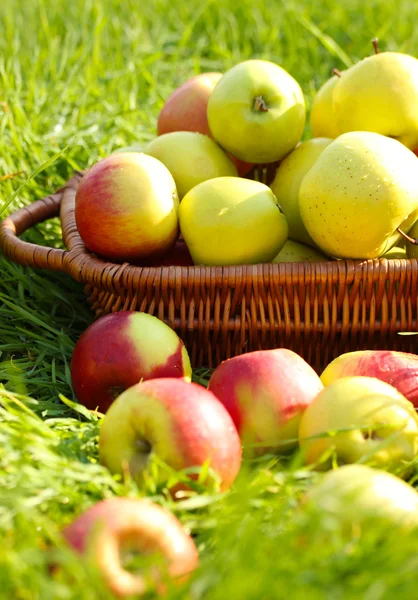 Cesto di mele mature fresche in giardino su erba verde — Foto Stock