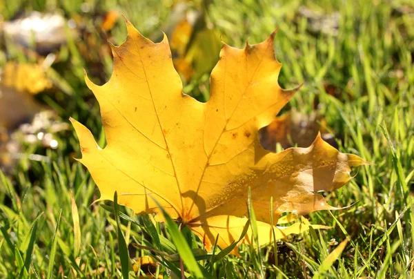 Mooie herfst esdoornblad op groen gras, close-up — Stockfoto