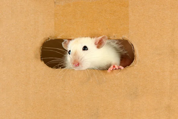 Grappige kleine rat op papier achtergrond — Stockfoto
