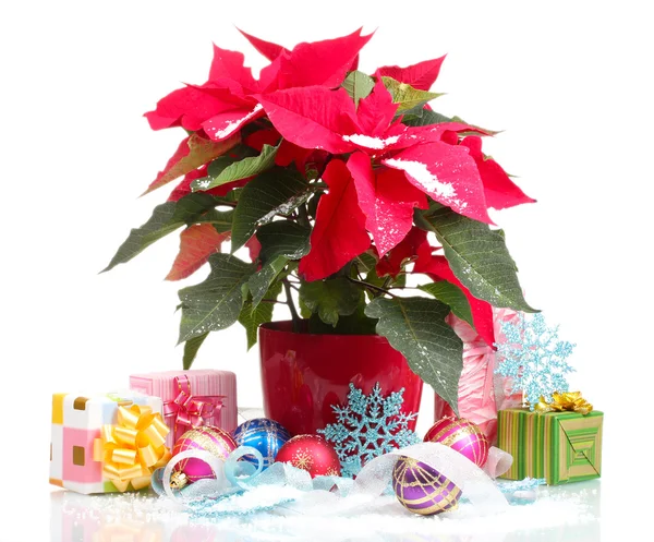 Hermosa poinsettia con bolas de Navidad y regalos aislados en blanco — Foto de Stock