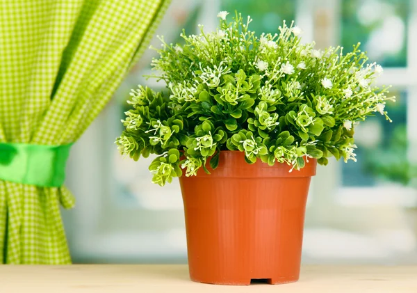 Flores decorativas en maceta en alféizar de ventana —  Fotos de Stock