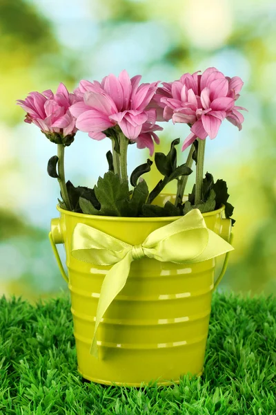 Красивый букет хризантем в ярком цветном ведре на зеленом фоне — стоковое фото