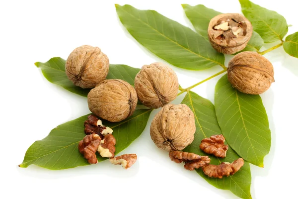 Walnuts with green leaves, isolated on white — Stock Photo, Image