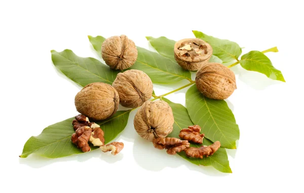 Nueces con hojas verdes, aisladas sobre blanco —  Fotos de Stock