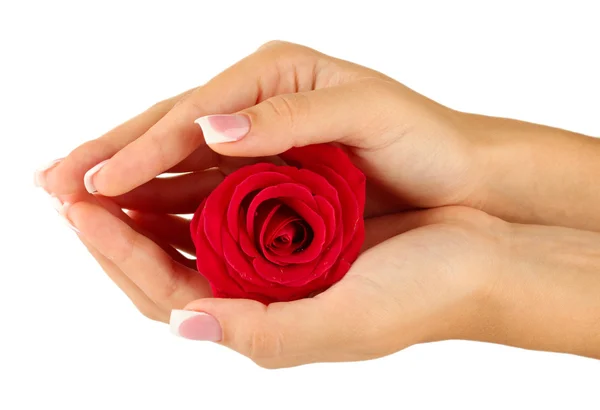 Red rose with hands on white background — Stock Photo, Image