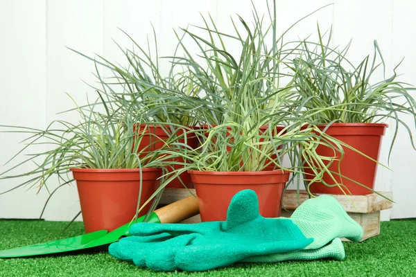 Töpfe mit Sämlingen auf grünem Gras auf hölzernem Hintergrund — Stockfoto