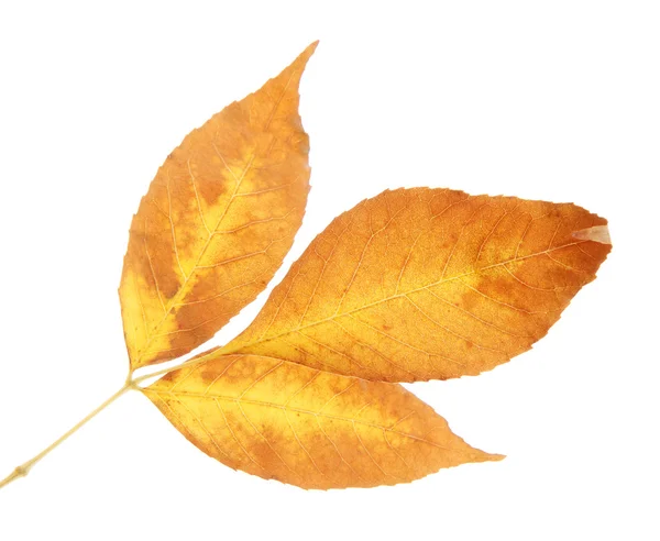 Helle Herbstblätter, isoliert auf weiß — Stockfoto