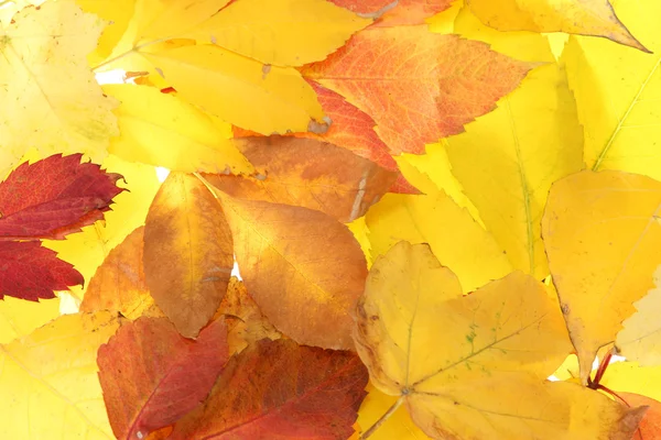 Bright autumn leaves, close up — Stock Photo, Image