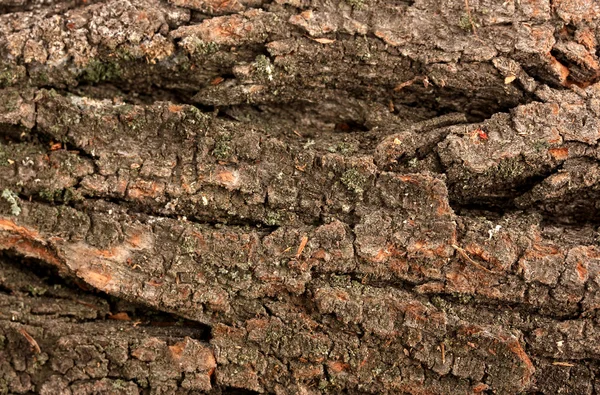 Brun bark bakgrund — Stockfoto