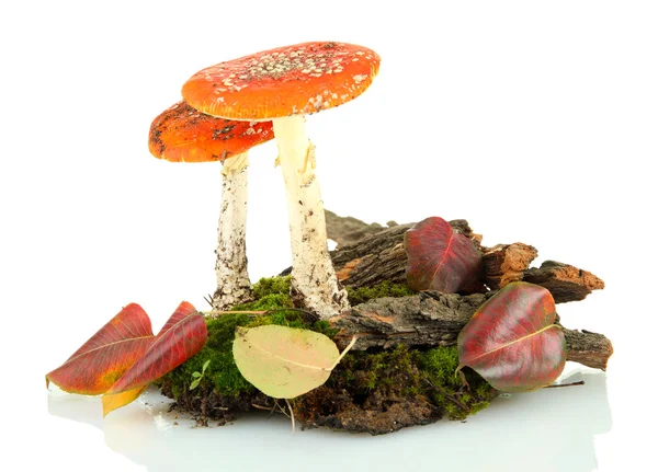 Red amanitas with moss isolated on white — Stock Photo, Image