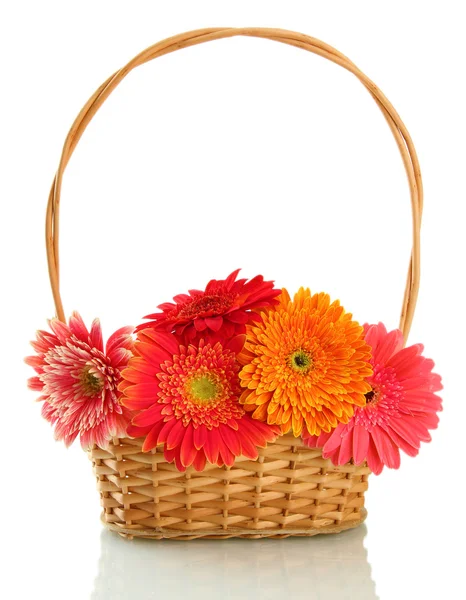 Hermosas flores de gerberas en cesta aislada en blanco — Foto de Stock