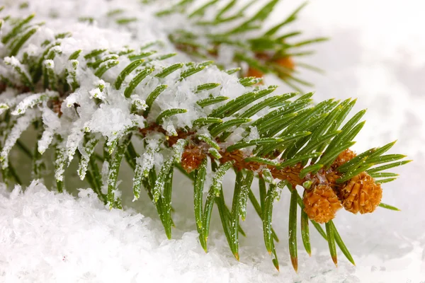 Spruce covered with snow — Stock Photo, Image