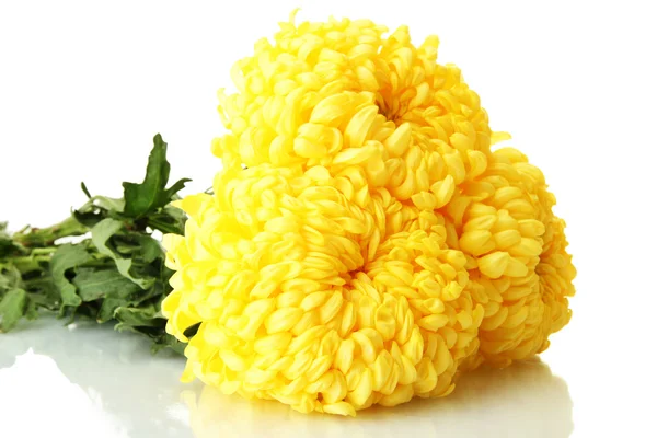 Crisantemos de color amarillo brillante, aislados sobre blanco —  Fotos de Stock