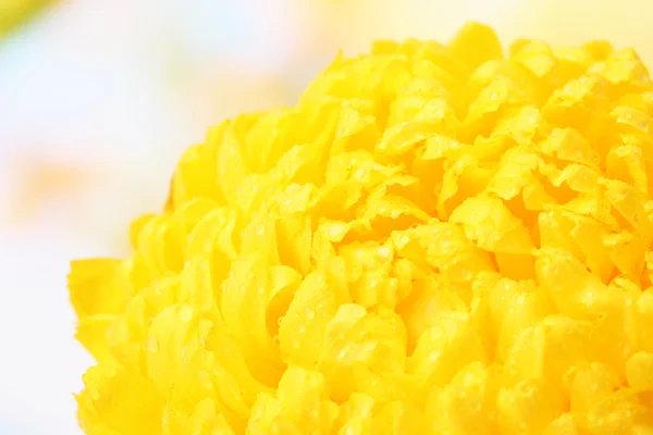 Bright yellow chrysanthemum, on autumn background — Stock Photo, Image