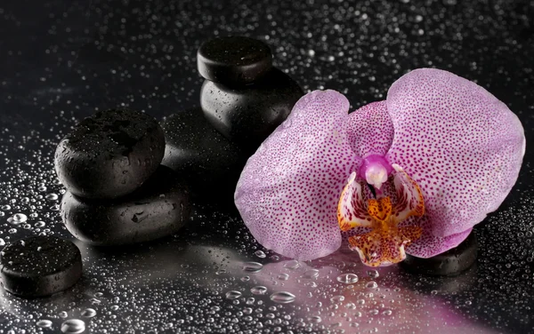 Piedras de spa y flor de orquídea, sobre fondo gris húmedo — Foto de Stock