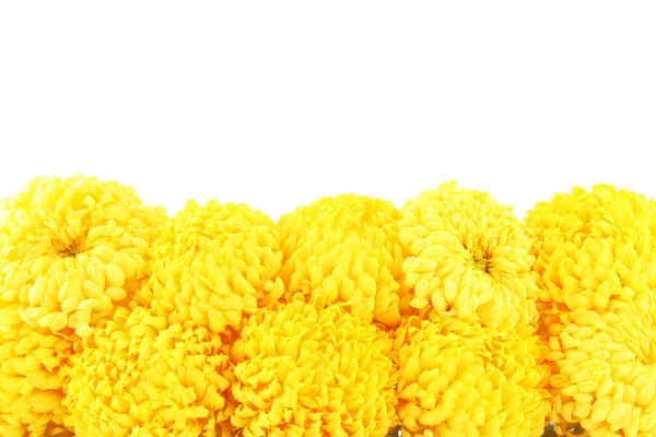 Ярко-желтые хризантемы, изолированные на белом — стоковое фото