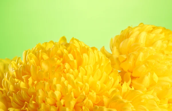 Bright yellow chrysanthemums, on green background — Stock Photo, Image