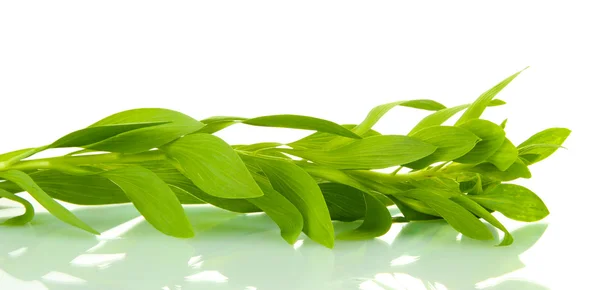 Branch with green leaves, isolated on white — Stock Photo, Image