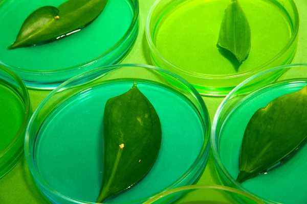 Genetically modified leaves tested in petri dishes, on green background — Stock Photo, Image